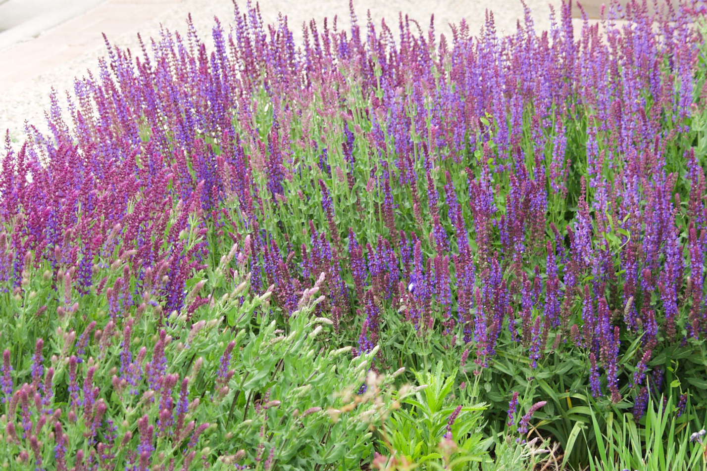 May Night Sage